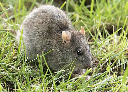Norway rat